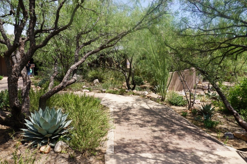 Lots of shade for walking at Kartchner Caverns