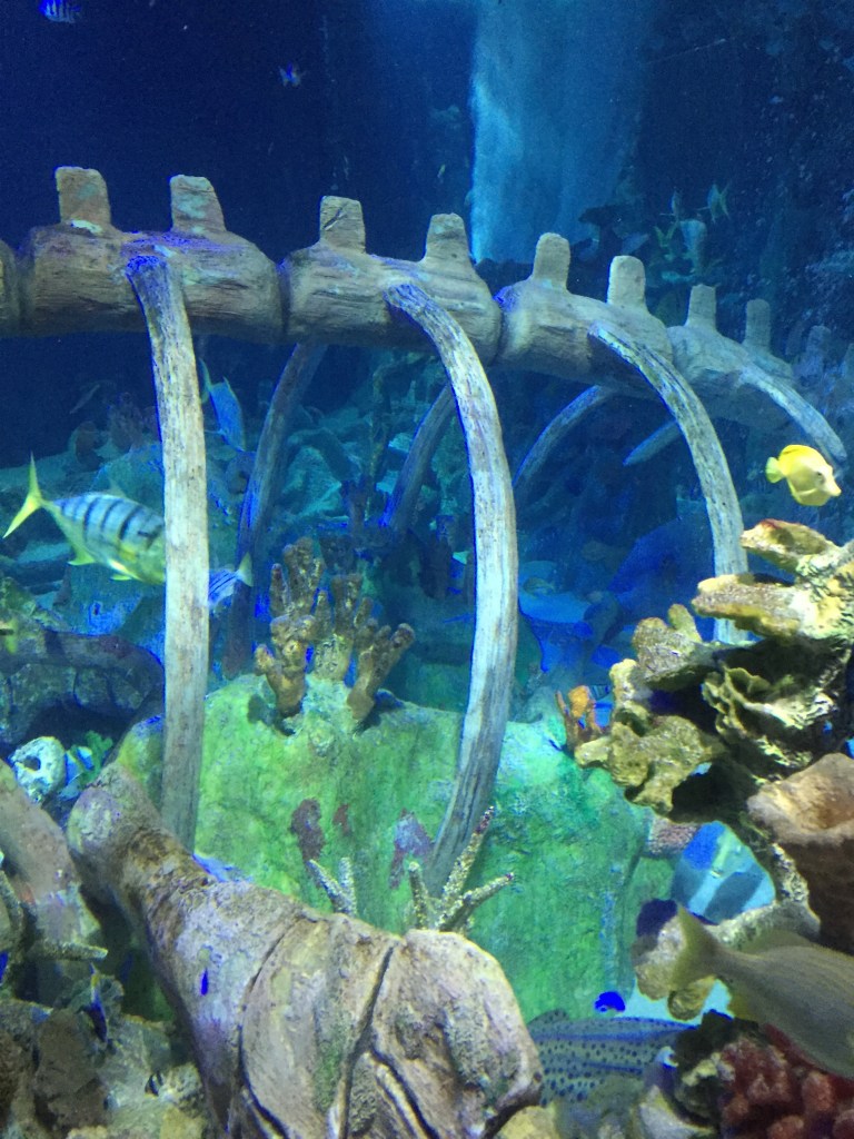 See below for the chance to enter a giveaway for tickets to SEA LIFE Arizona Aquarium!
