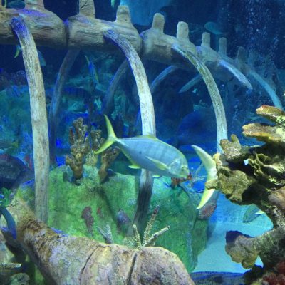A Giveaway for Tickets to SEA LIFE Arizona Aquarium