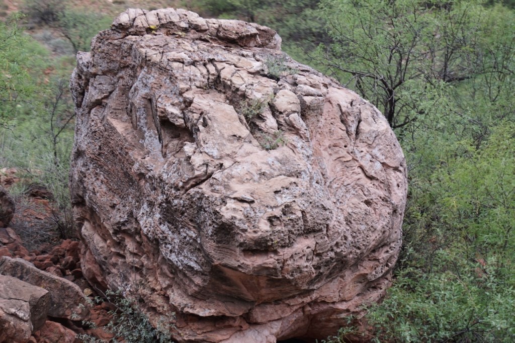 A rock formation that looked like a dinosaur's head!