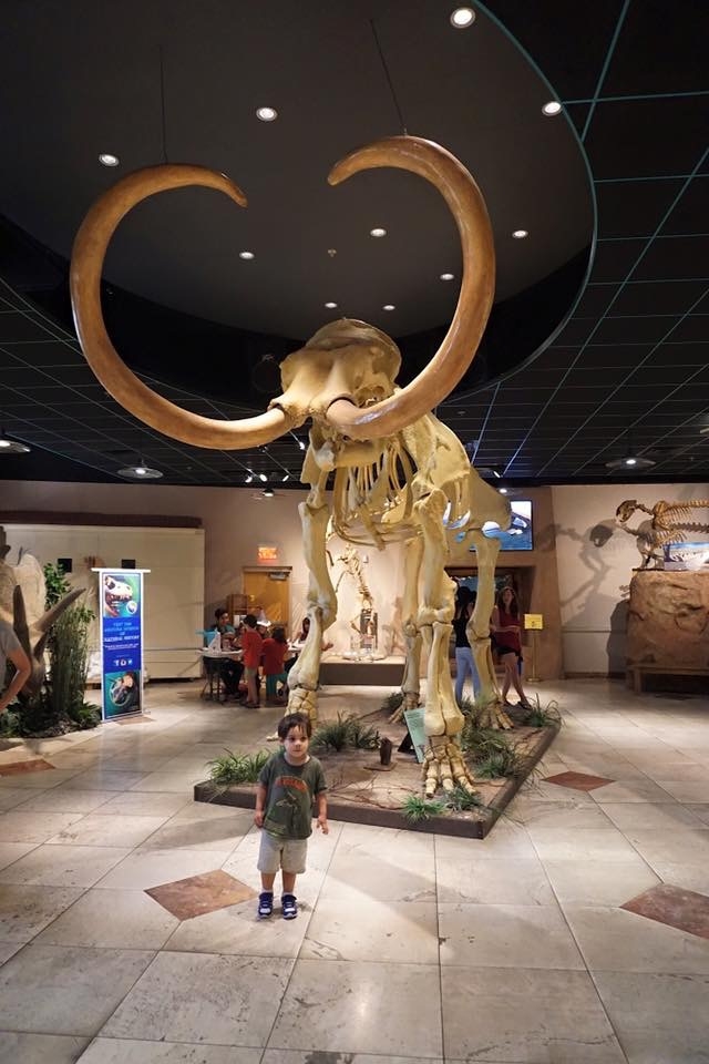 The Arizona Museum of Natural History is a must see museum in Arizona, especially for children.