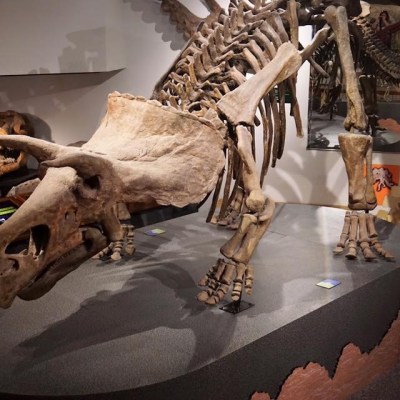 Arizona Museum of Natural History: A Must See Museum in Arizona