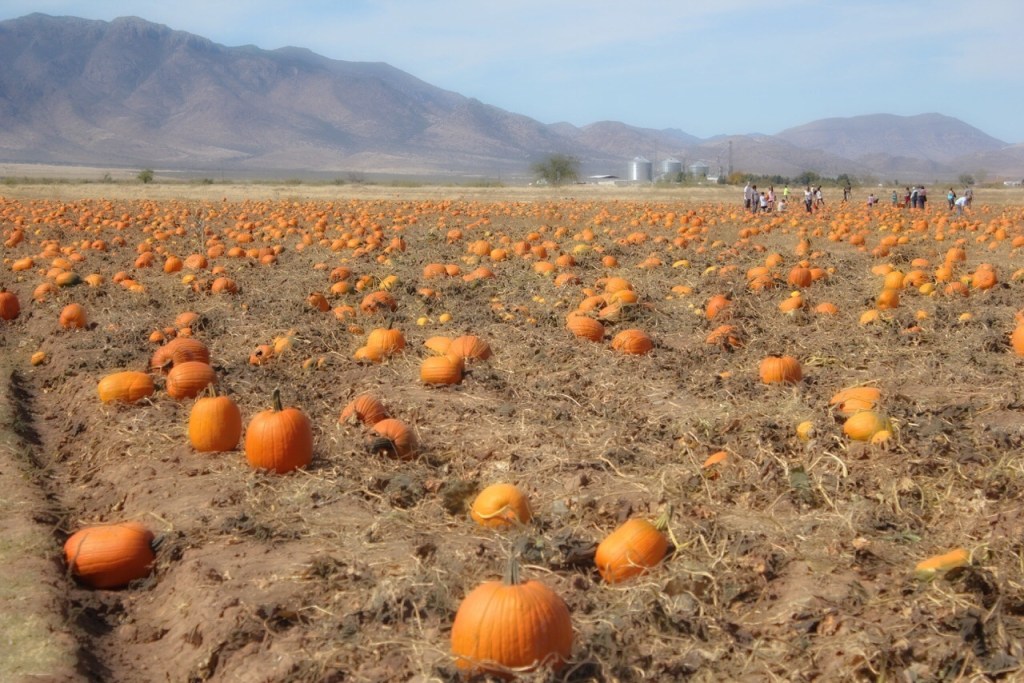 Apple Annie's Orchard, in Willcox, Arizona.