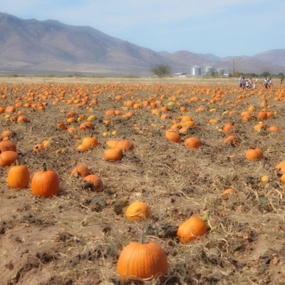 Apple Annie’s Orchard and a Giveaway!