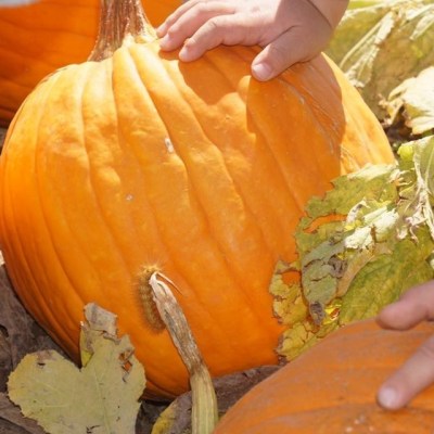 Marana Pumpkin Patch – A Kid Friendly Pumpkin Patch (Giveaway)