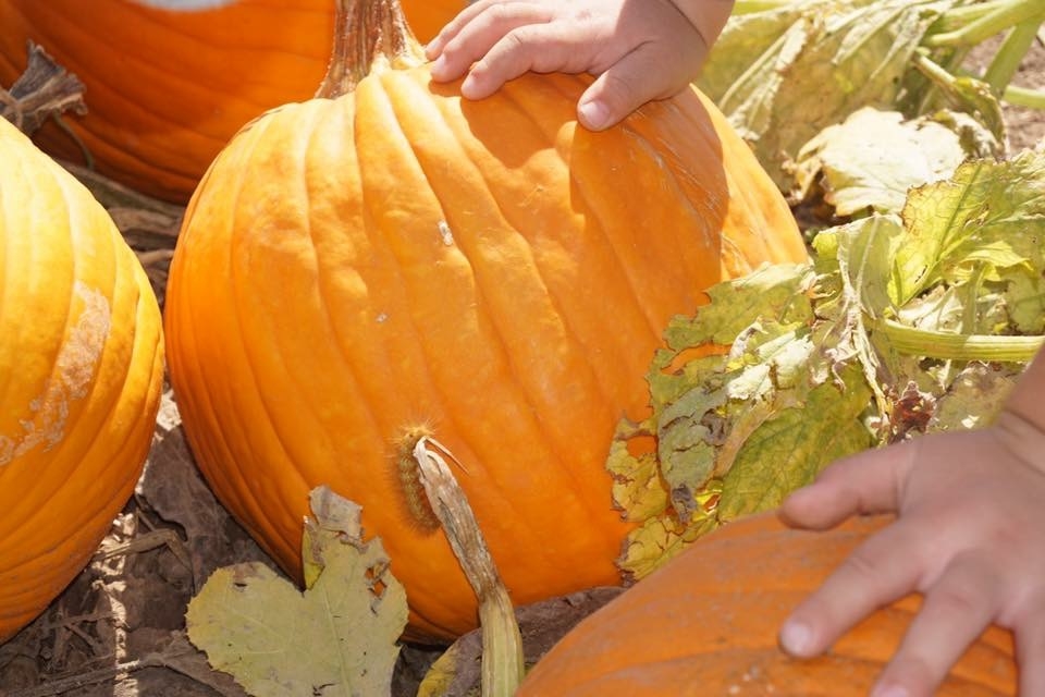 The Marana Pumpkin Patch is a kid friendly pumpkin patch in the Tucson area.