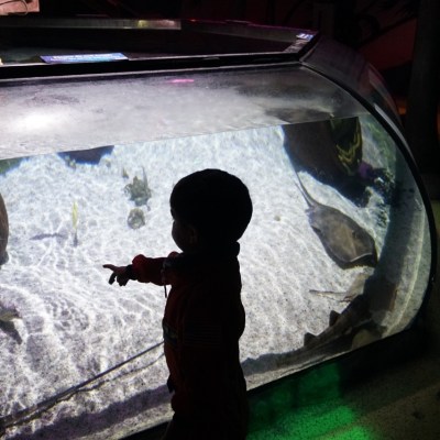 Giveaway for SEA LIFE Arizona Aquarium
