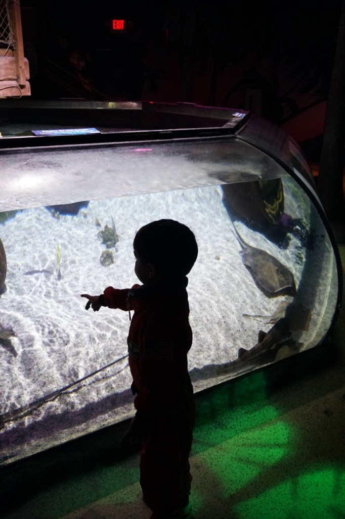 SEA LIFE Arizona Aquarium introduces young children to ocean life. 