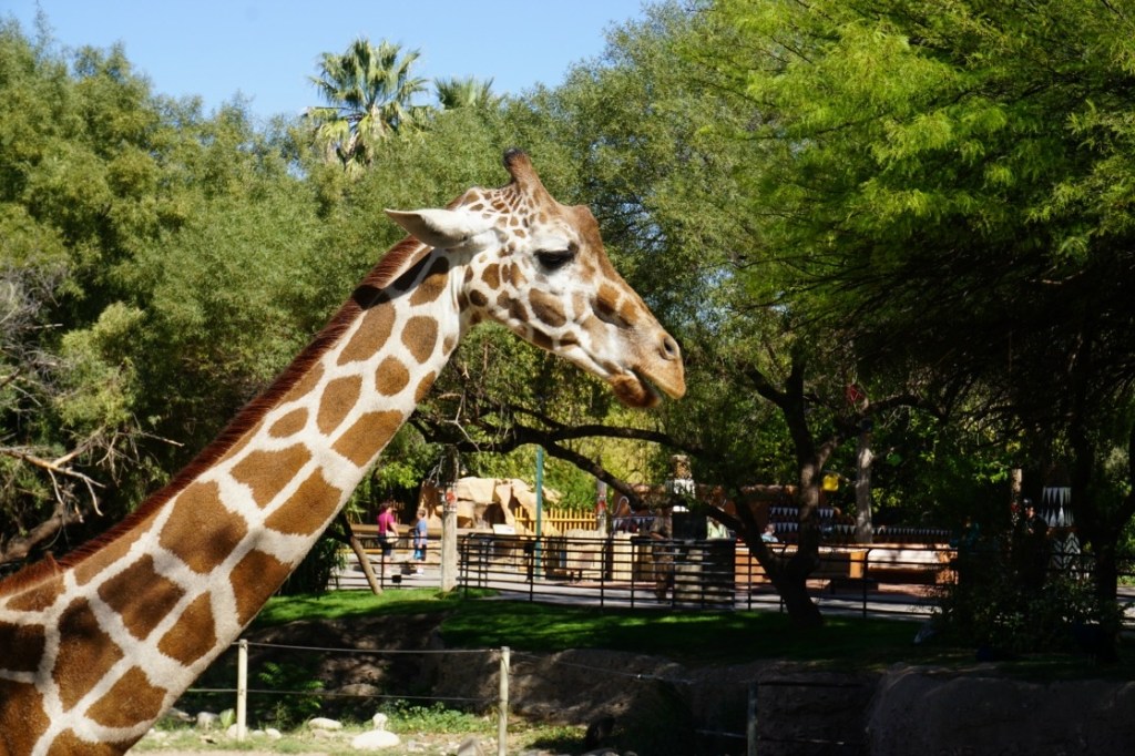 Howl-o-Ween at Reid Park Zoo is fun for the entire family, especially younger children!
