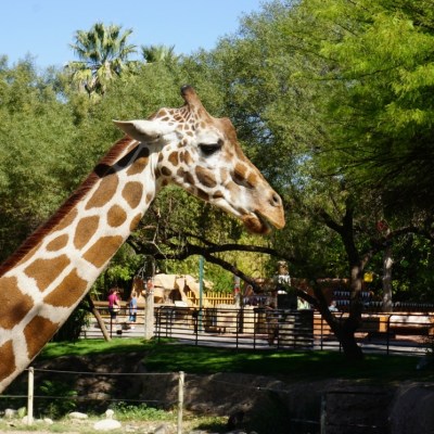 Halloween Family Fun at the Reid Park Zoo
