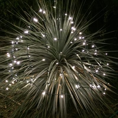Holiday Lights at Tohono Chul Park