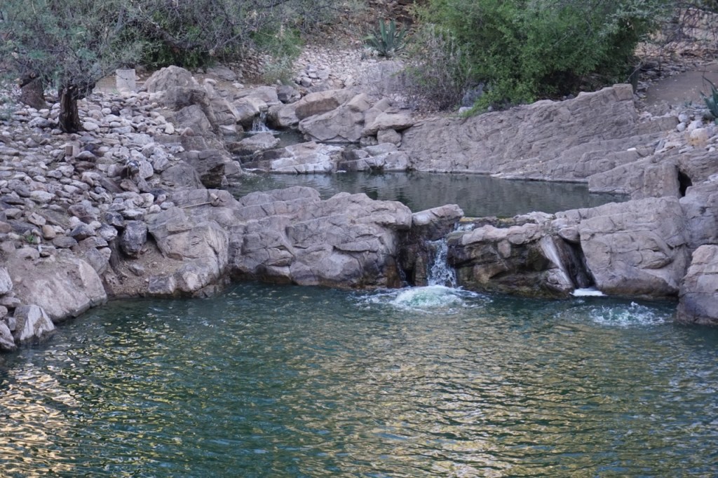 The nature walk begins with the koi pond.