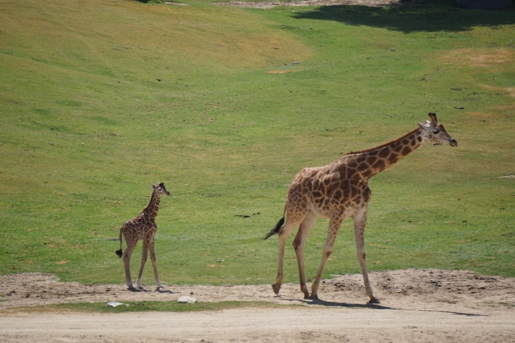 A baby giraffe had recently been born when we visited the Safari Park.