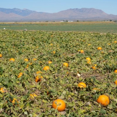 Giveaway for Tickets to MacDonald’s Ranch in Scottsdale