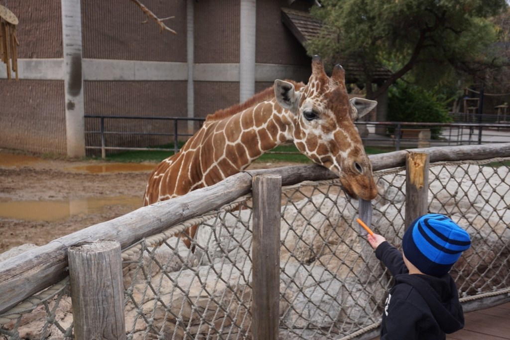Looking for kid friendly activities in Tucson, Arizona? Feeding the giraffes at Reid Park Zoo is one of my son's favorite activities.