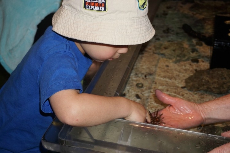 One of the many kid friendly activities at the Arizona-Sonora Desert Museum is the touch tank.