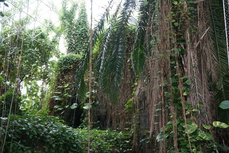 The rainforest at Biosphere 2.