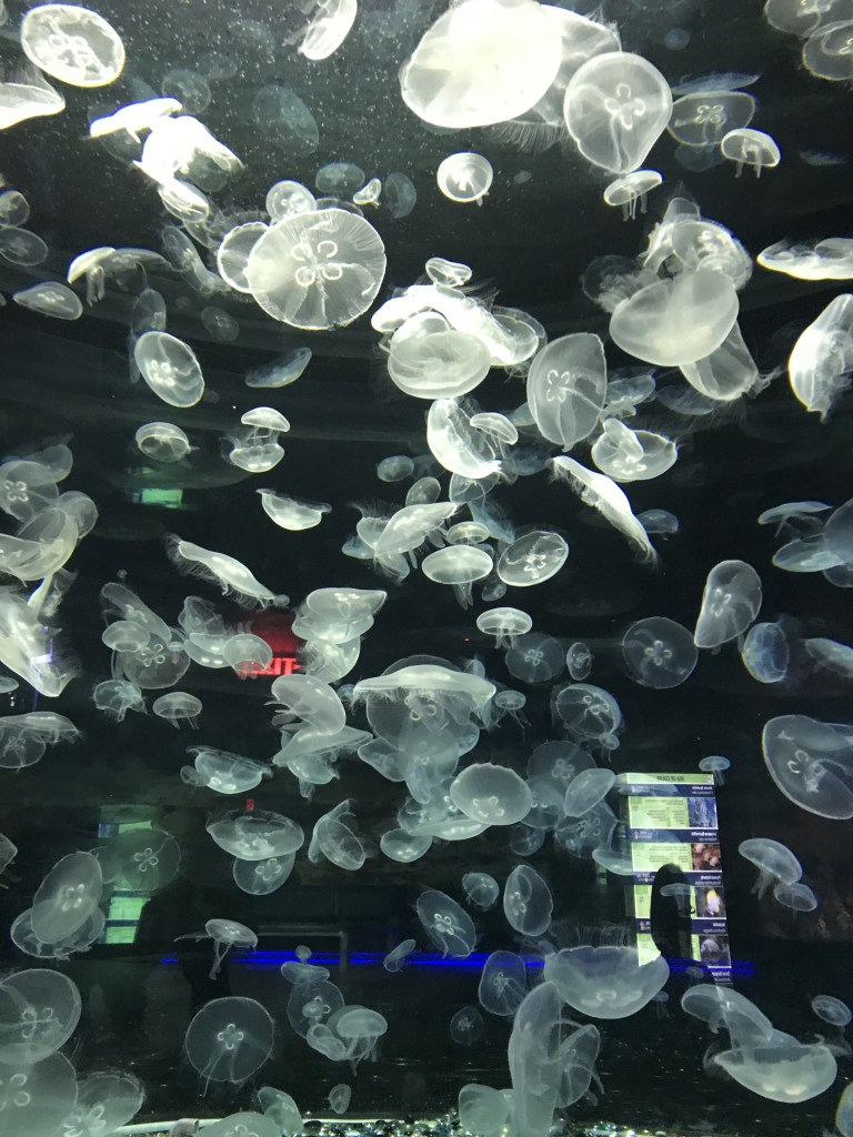 You can learn more about jellyfish at the OdySea Aquarium.