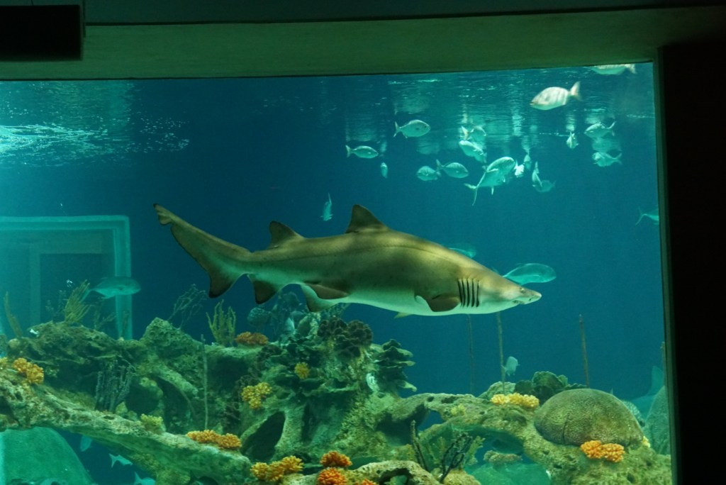 One of the reasons to visit the OdySea Aquarium is the OdySea Voyager.