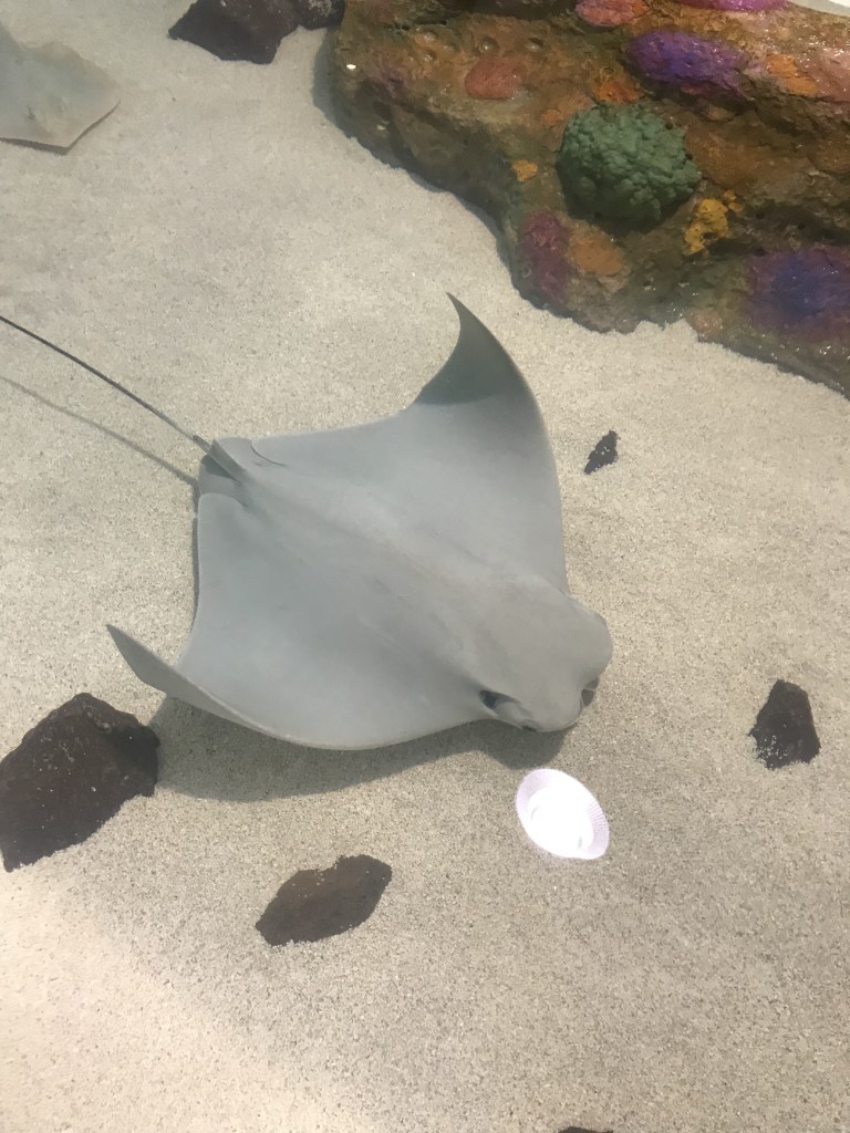 Guests can touch stingrays as part of general admission to the OdySea Aquarium.