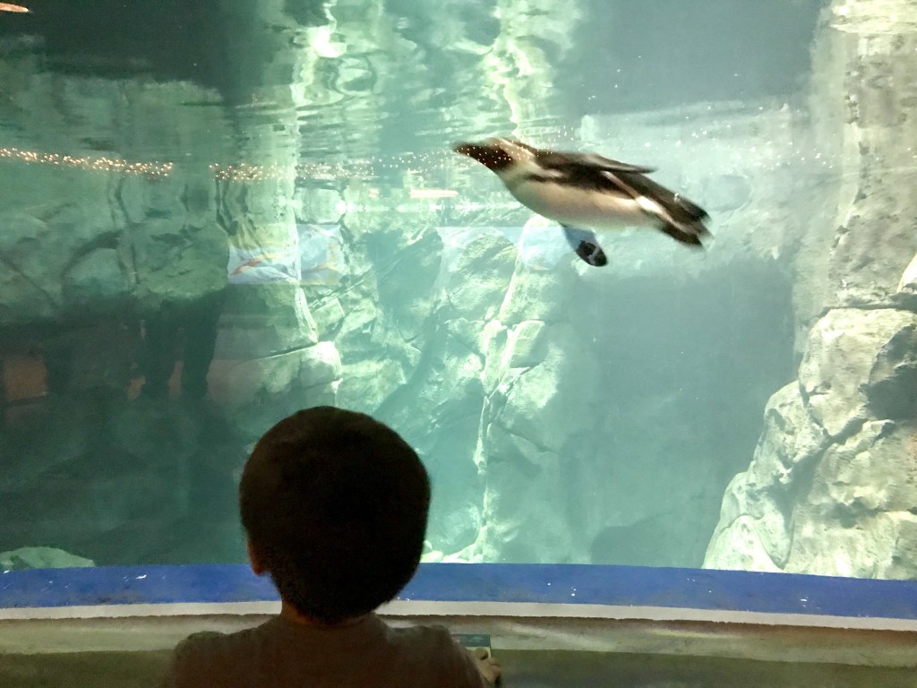 My son was fascinated with the penguins.
