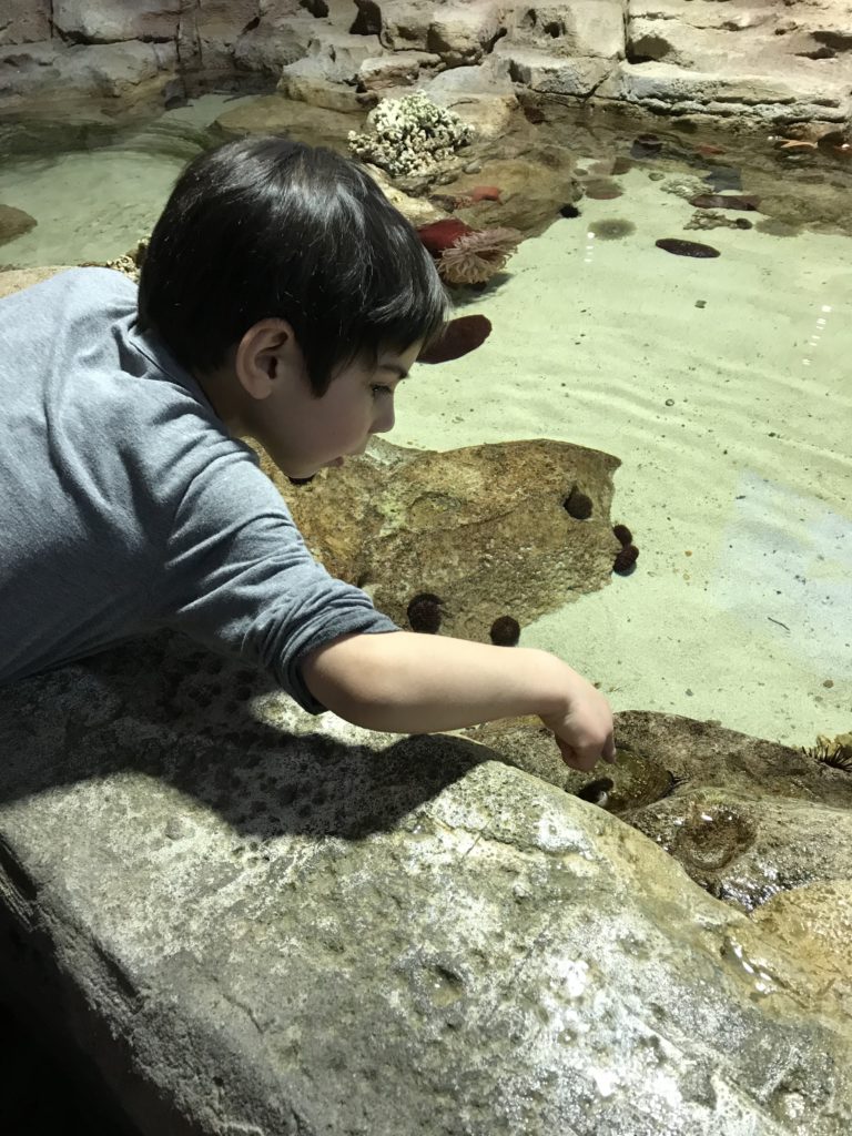 The touch tanks are of the reasons to visit the OdySea Aquarium.