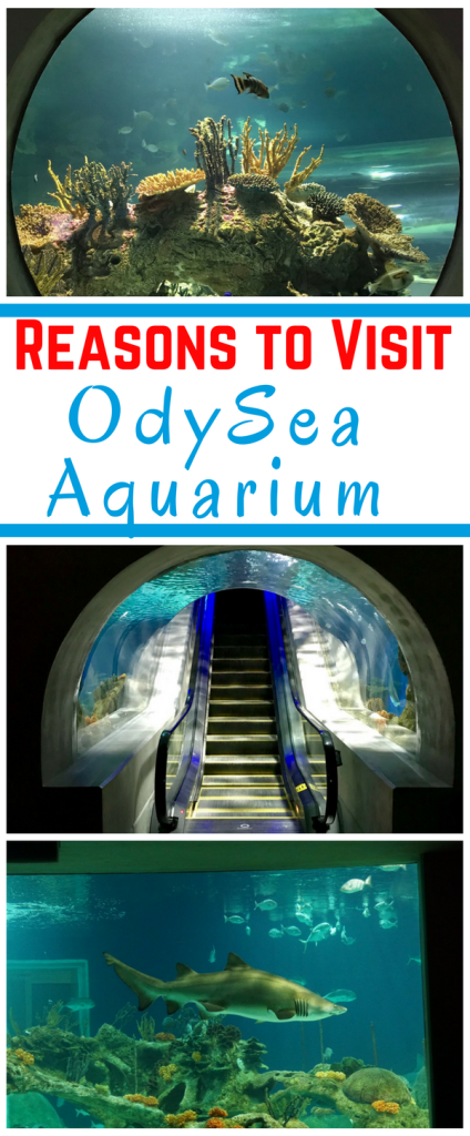 Are you looking for things to do with kids in Scottsdale? There are several reasons to visit the OdySea Aquarium, from its location, to the variety and number of aquariums, and to learning more about sea life.  Plus, it allows for an interactive experience, in large part because of the touch pools.