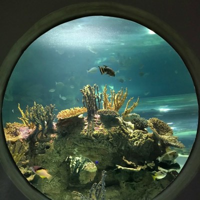 Reasons to Visit the OdySea Aquarium in Scottsdale, Arizona