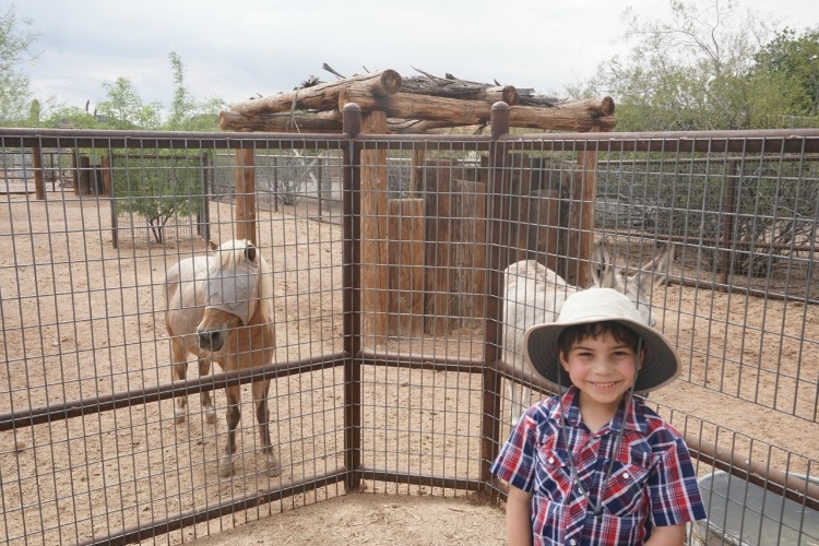 My son loves the petting zoo at the White Stallion Ranch!