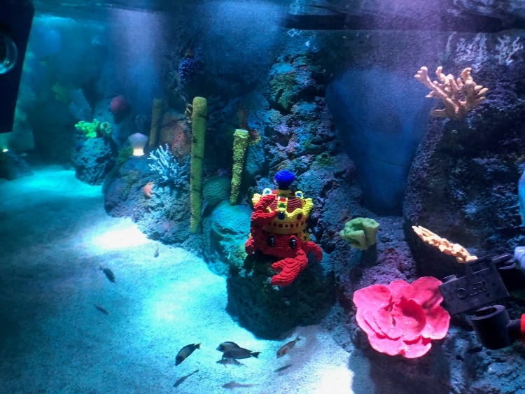 Passengers are able to see marine life during the mission.  Photo by Monica Patterson.