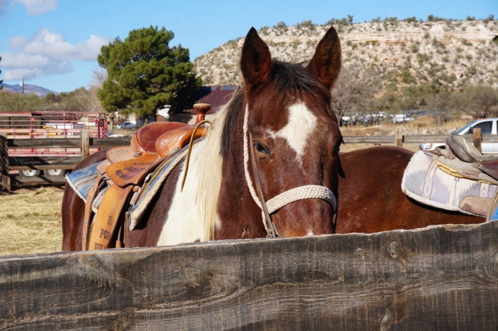 I highly recommend the trail rides offered by Trail Horse Adventures!