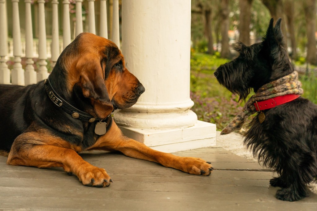 Lady's neighbors, Tramp and Jock, provide comedic relief. Photo by Disney Studios.